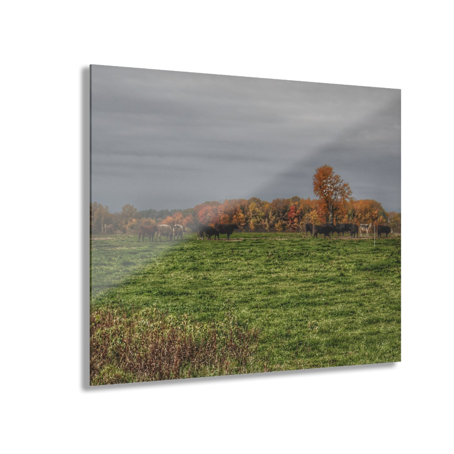 U R There Photography Oak Cows Rustic Farmhouse Acrylic Wall Print