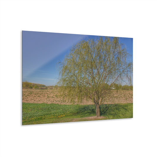 U R There Photography Spring Farm Willow Tree Rustic Farmhouse Acrylic Wall Print