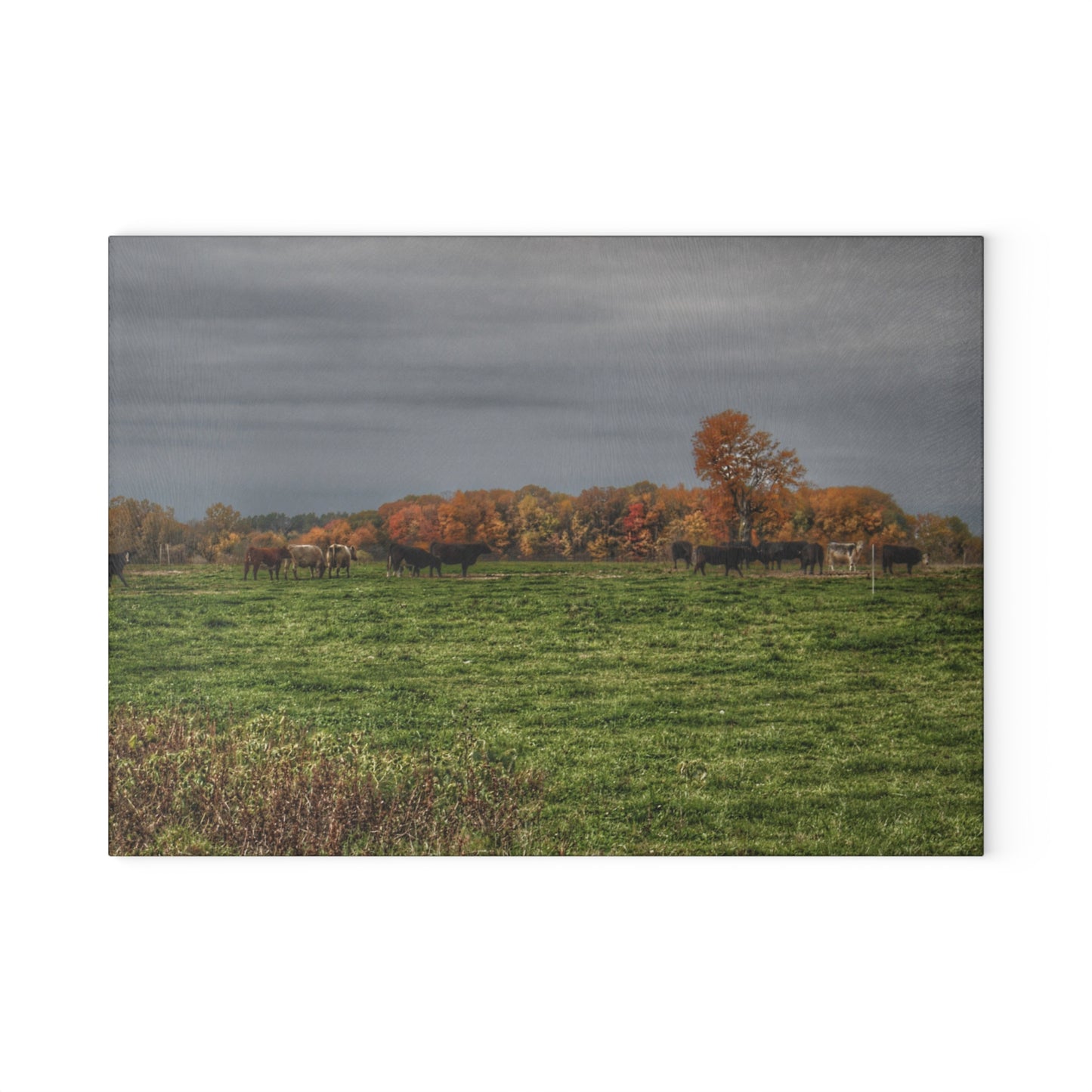 U R There Photography Oak Cows Rustic Farmhouse Tempered-Glass Cutting Board 8"x 11"
