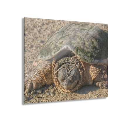 U R There Photography Fargo Road Turtle Rustic Farmhouse Acrylic Wall Print