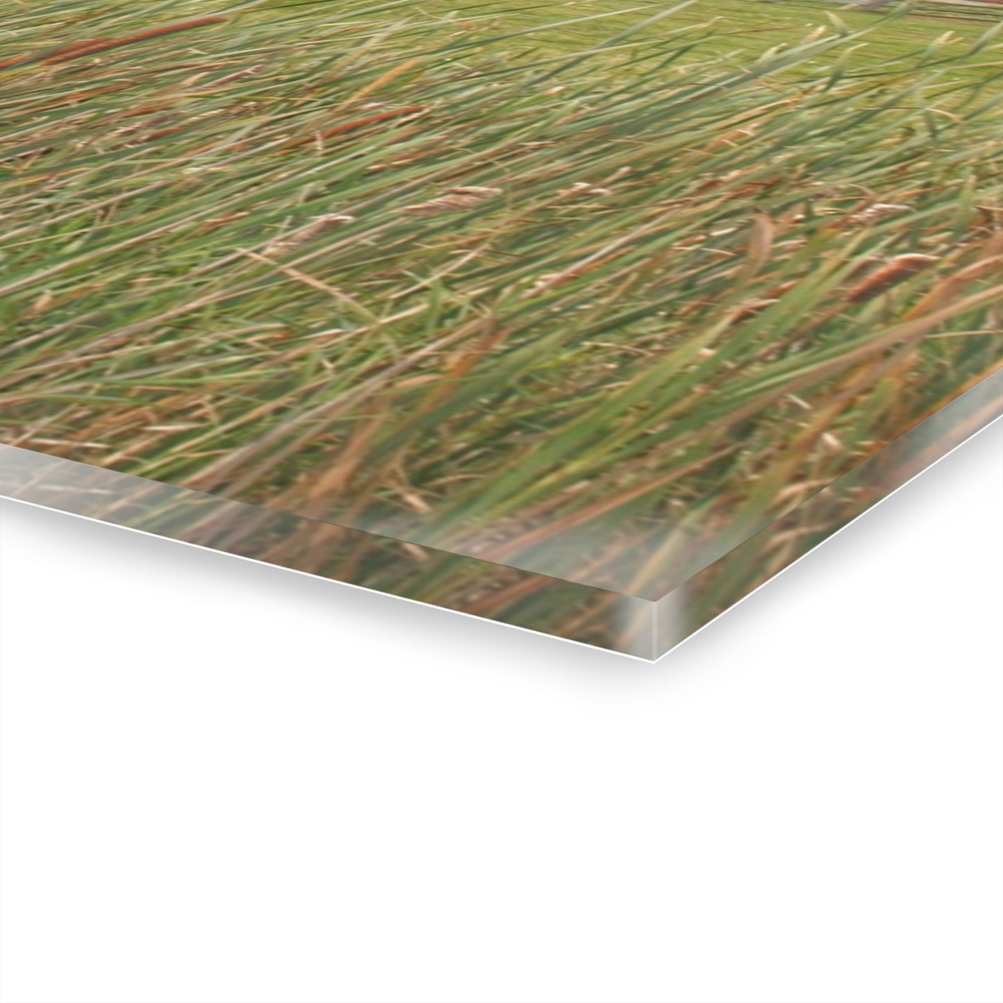 U R There Photography Greenwood Reds Rustic Farmhouse Acrylic Wall Print