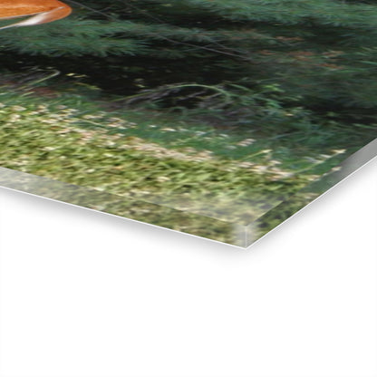 U R There Photography Mitchell Road Doe Rustic Farmhouse Acrylic Wall Print