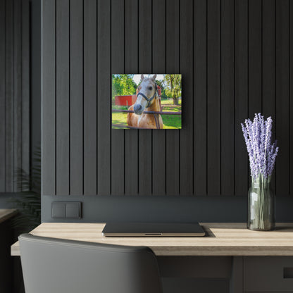 U R There Photography White Cream Mare of Hollenbeck Rustic Farmhouse Acrylic Wall Print 14 "x 11"