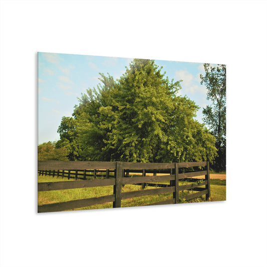 U R There Photography Country Fence and Tree in Metamora Rustic Farmhouse Acrylic Wall Print