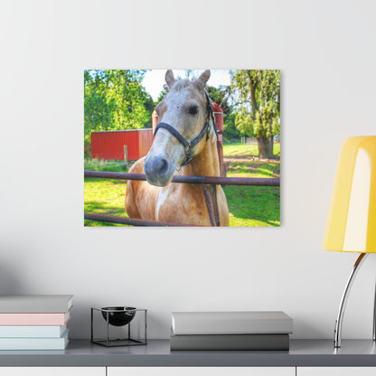 U R There Photography White Cream Mare of Hollenbeck Rustic Farmhouse Acrylic Wall Print 14 "x 11"