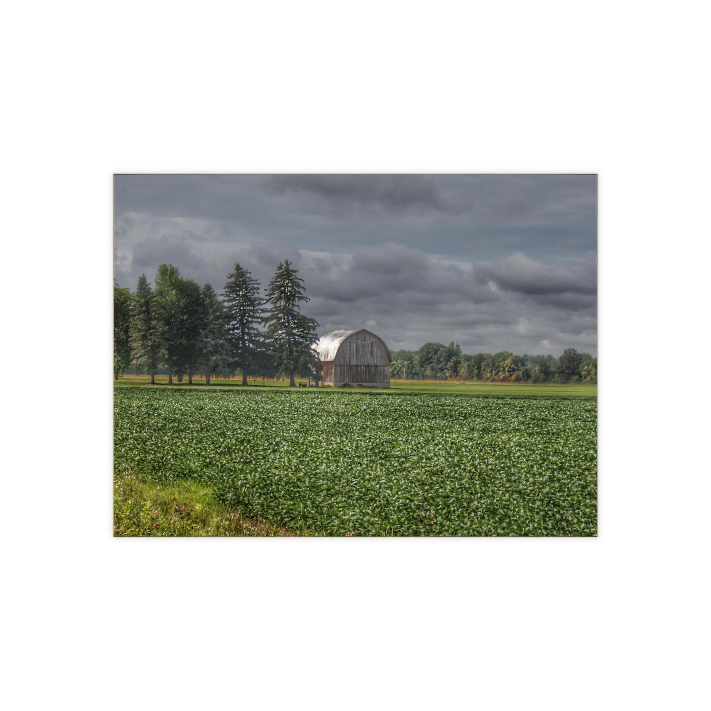 U R There Photography Belsay Grey Among the Pines Rustic Farmhouse Decorative Ceramic Tile