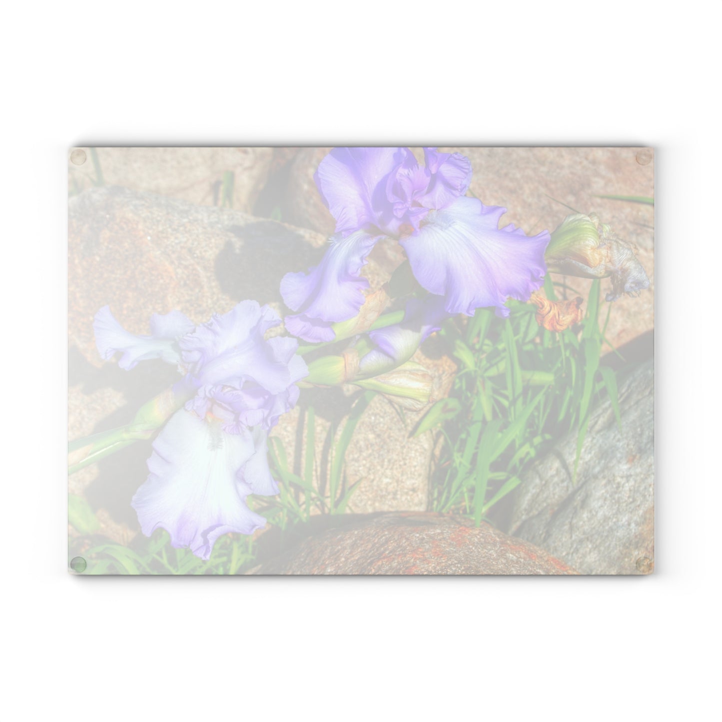 U R There Photography Saint Hugos Iris Rustic Farmhouse Tempered-Glass Cutting Board