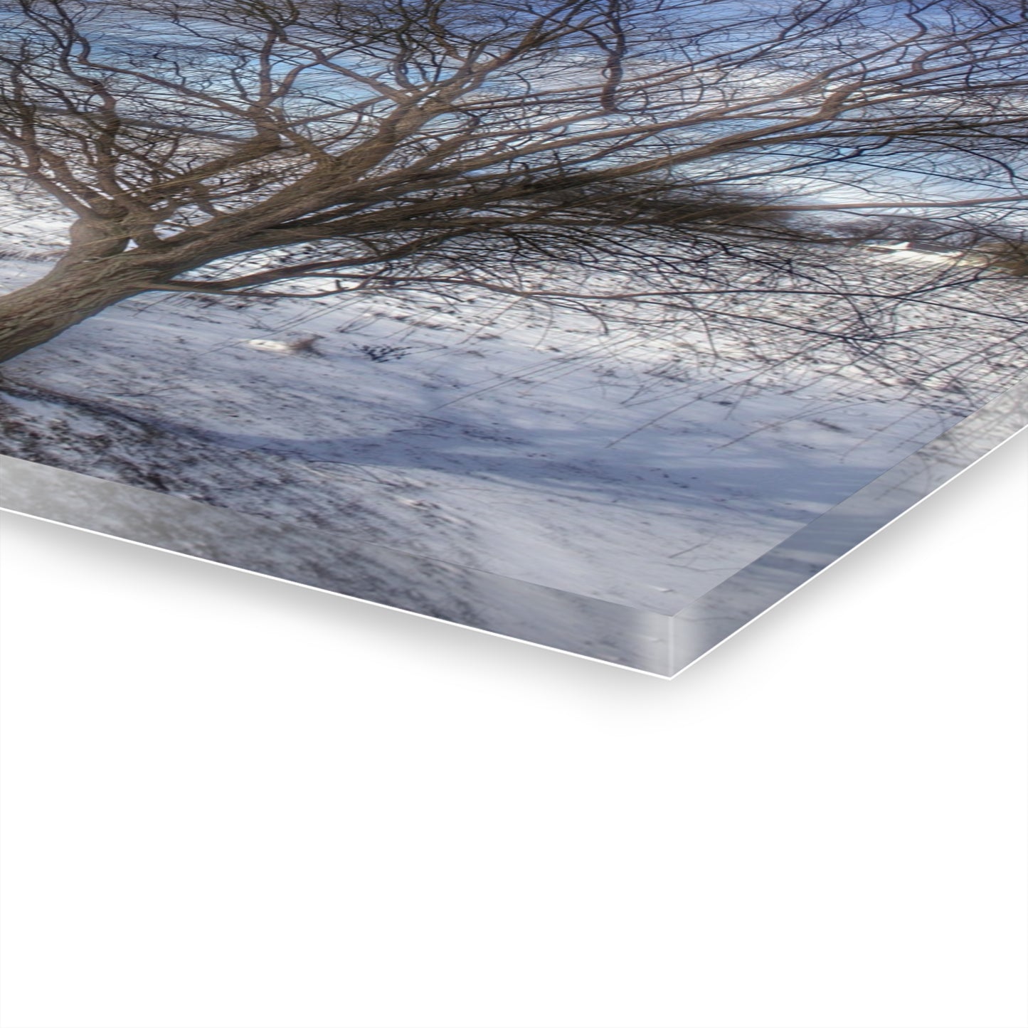U R There Photography Winter Farm Willow Tree Rustic Farmhouse Acrylic Wall Print