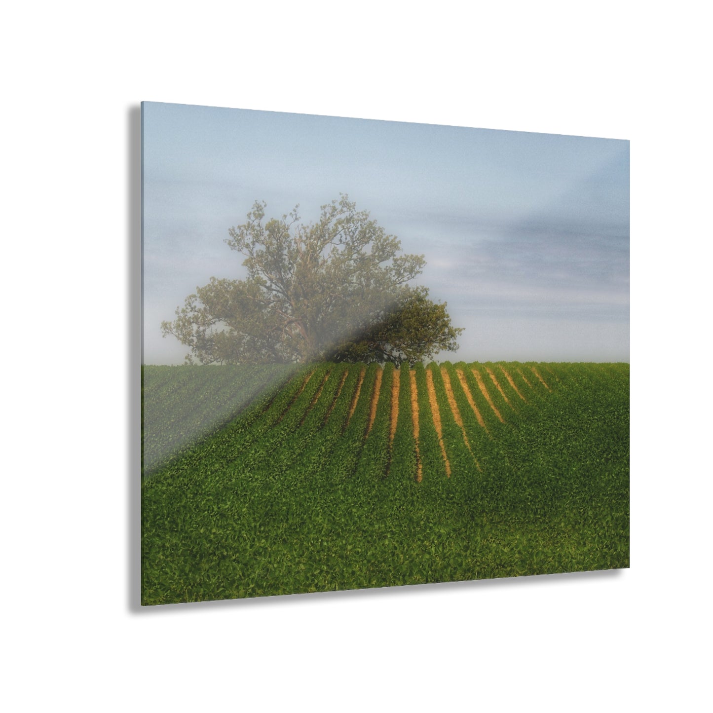 U R There Photography Tree Overlooking Farm Field Rustic Farmhouse Acrylic Wall Print
