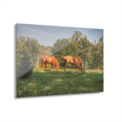 U R There Photography Caramel Horses Rustic Farmhouse Acrylic Wall Print