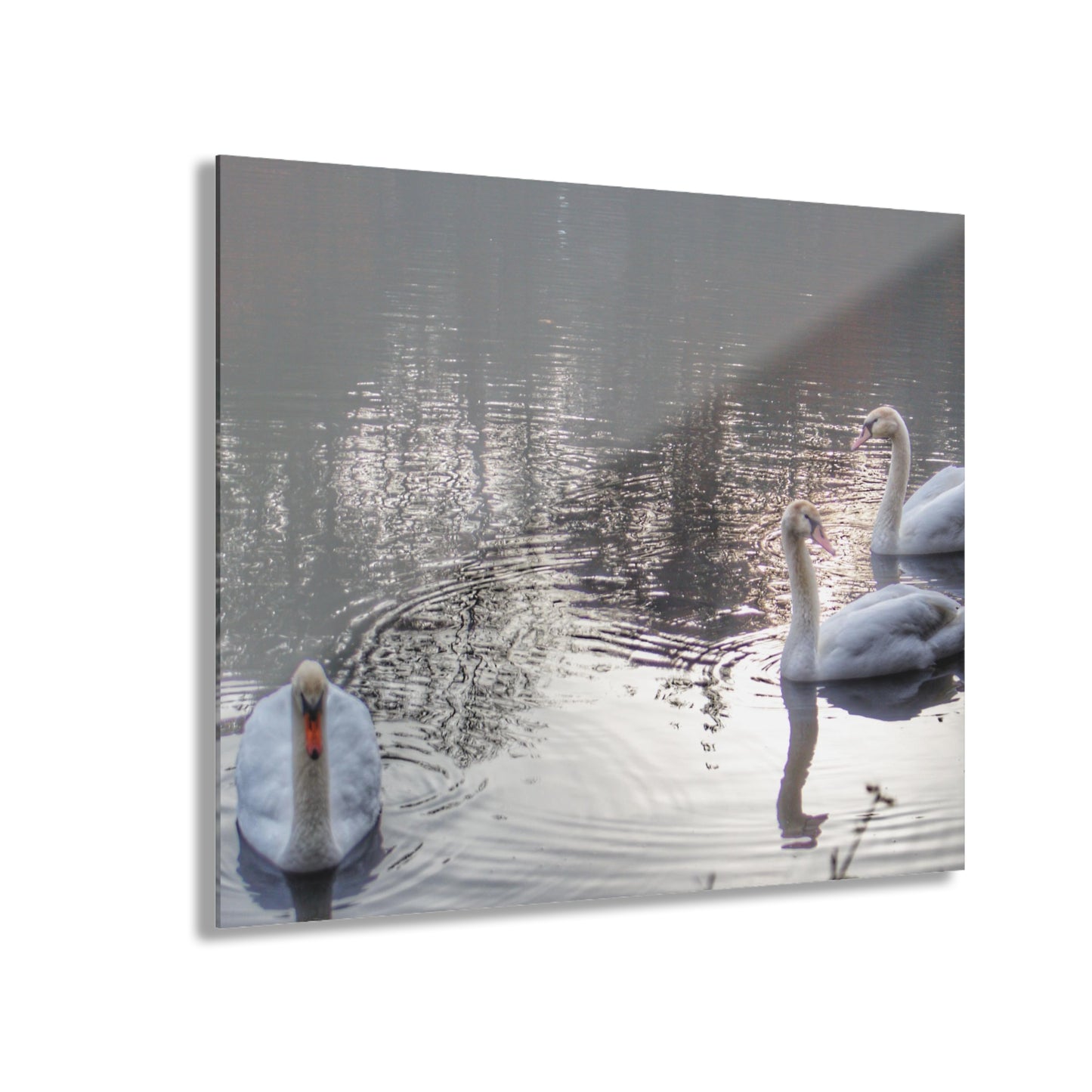 U R There Photography Swans of Duck Lake II Rustic Farmhouse Acrylic Wall Print