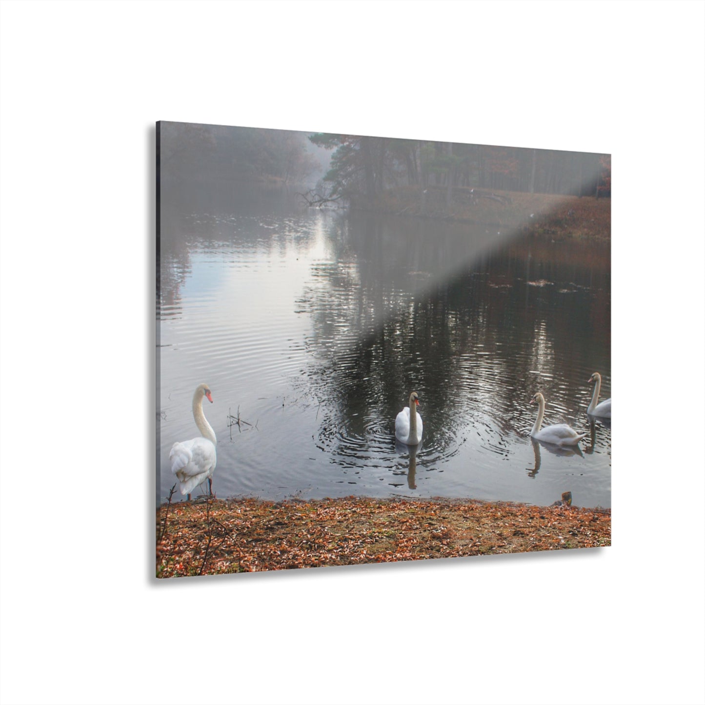U R There Photography Swans of Duck Lake I Rustic Farmhouse Acrylic Wall Print