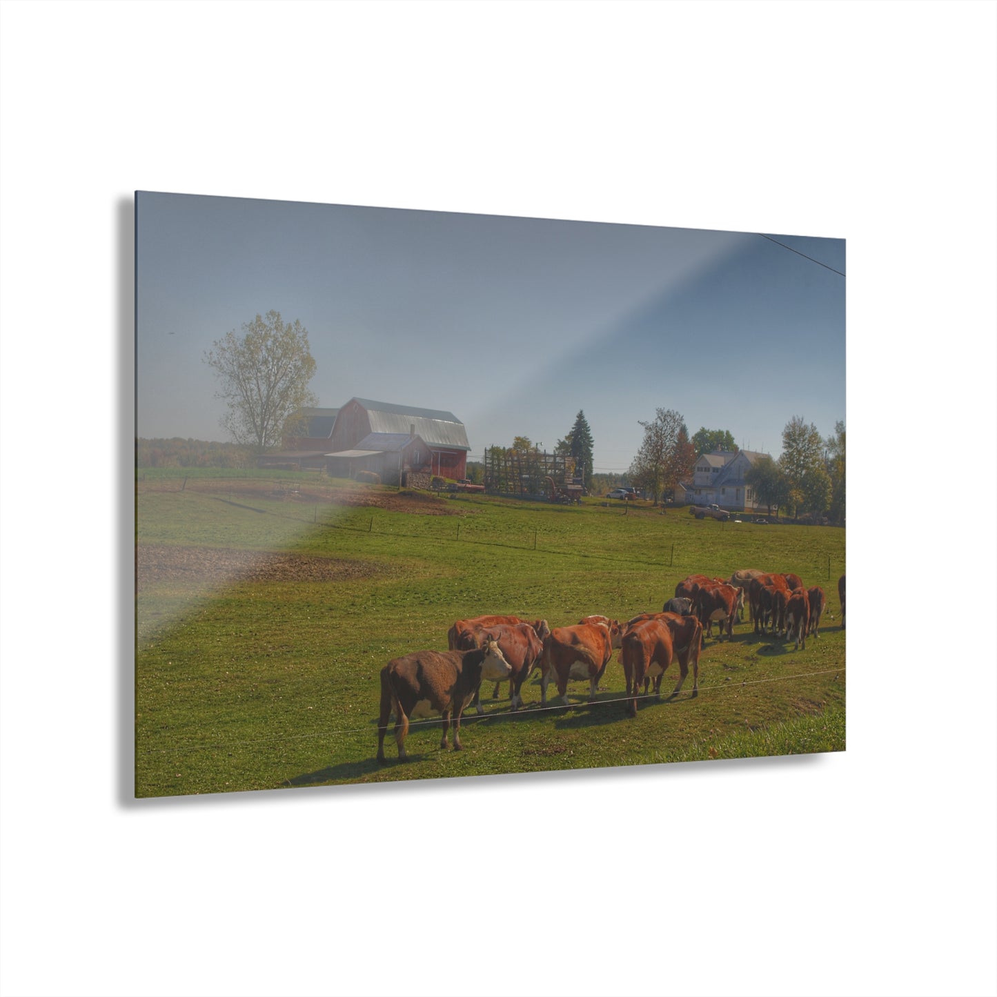 U R There Photography Plain Road Farm and Cows Rustic Farmhouse Acrylic Wall Print
