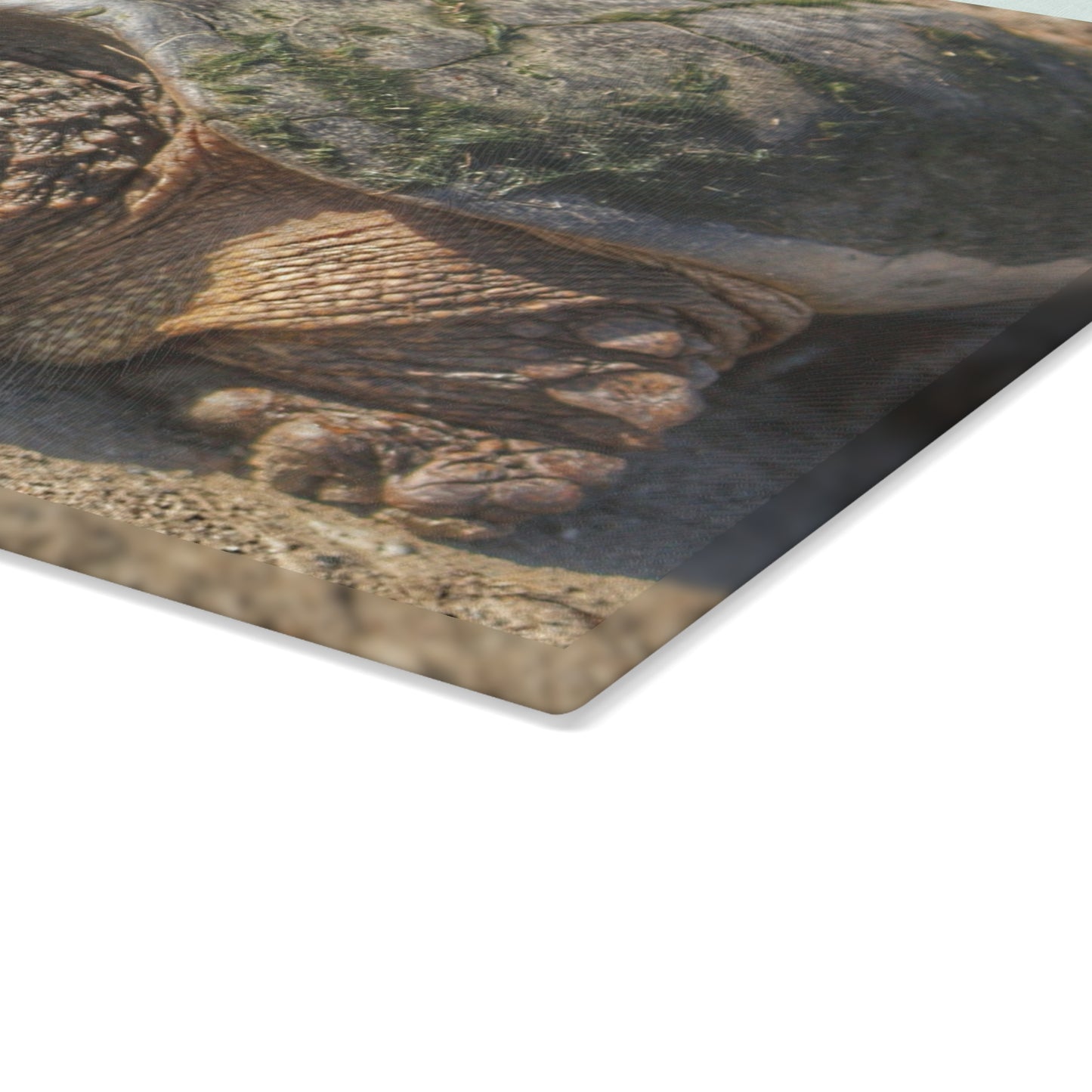 U R There Photography Fargo Road Turtle Rustic Farmhouse Tempered-Glass Cutting Board