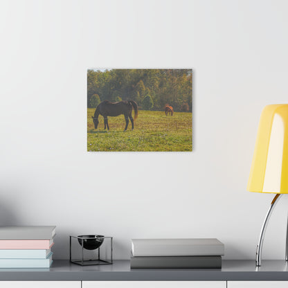 Barn Boutique Modern Farmhouse Acrylic Wall Print| Fargo Road Horses