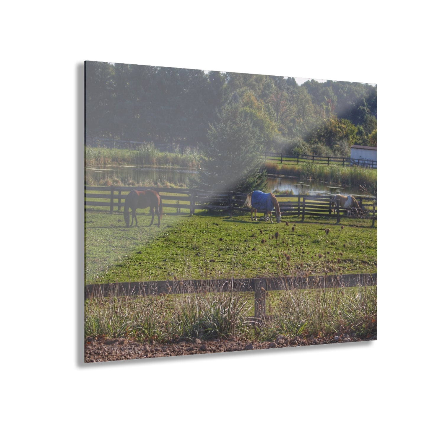 Barn Boutique Modern Farmhouse Acrylic Wall Print| Lake George Ponies