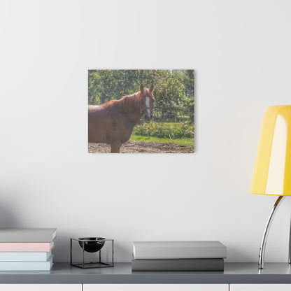 U R There Photography Froede Road Chestnut Brown Rustic Farmhouse Acrylic Wall Print