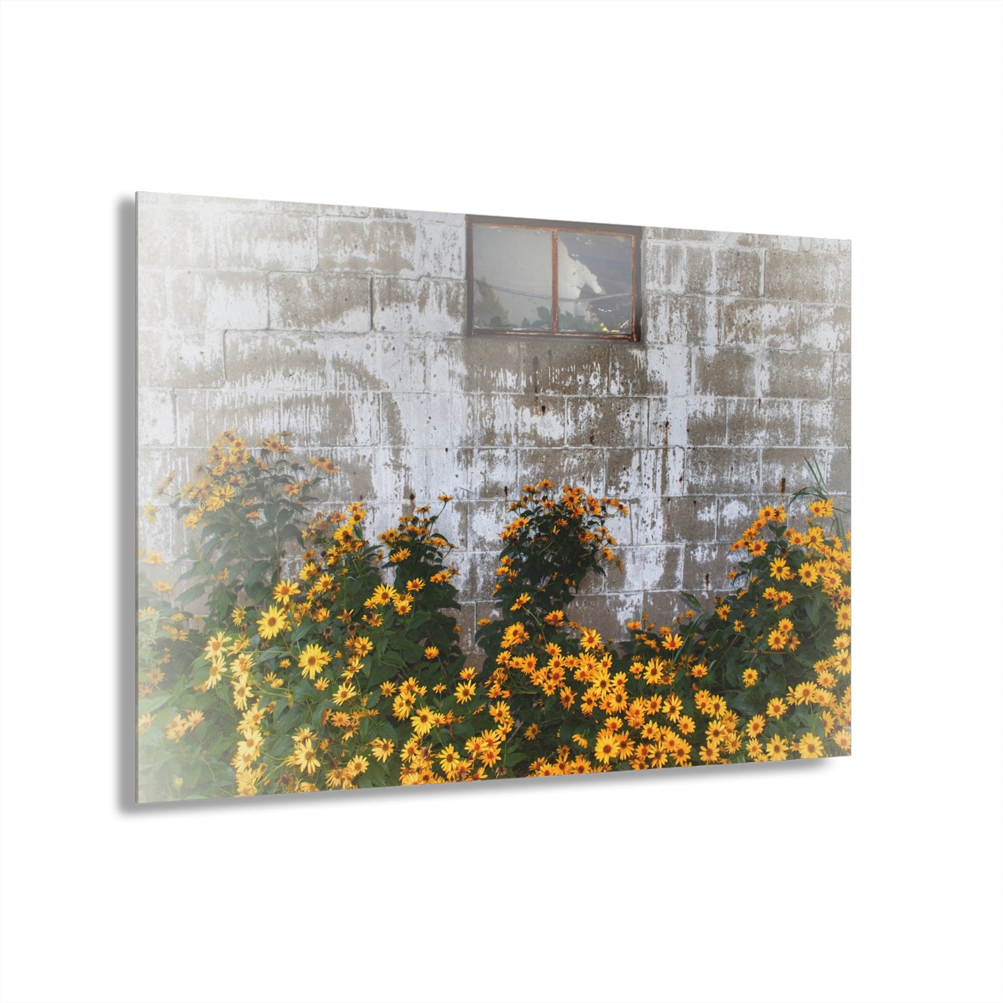 U R There Photography Golden Blooms on McDowell Rustic Farmhouse Acrylic Wall Print