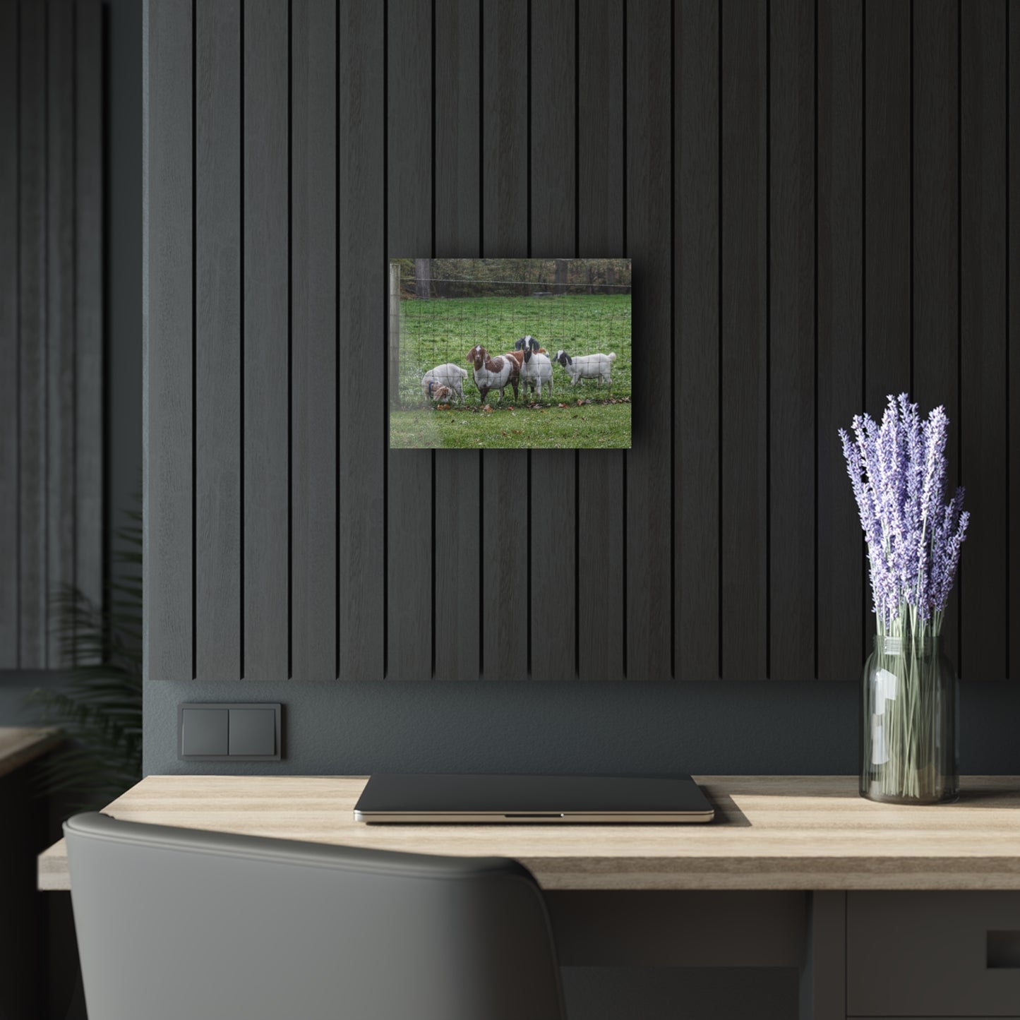 Barn Boutique Modern Farmhouse Acrylic Wall Print| Goats of Ortonville II