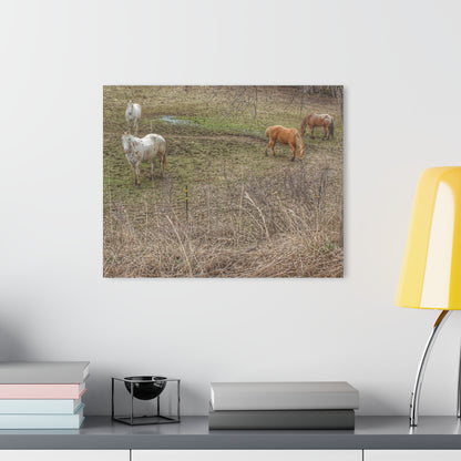 Barn Boutique Modern Farmhouse Acrylic Wall Print| Horses of Barnes Road II