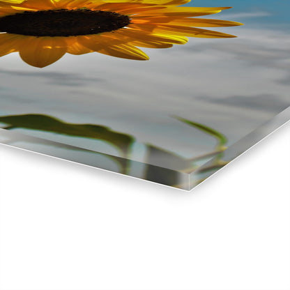 U R There Photography Awakening Sunflower Rustic Farmhouse Acrylic Wall Print