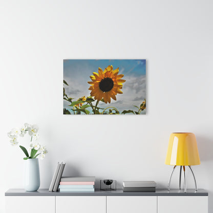 U R There Photography Awakening Sunflower Rustic Farmhouse Acrylic Wall Print