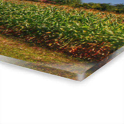 U R There Photography Beyond the Corn on Birch Road Run Rustic Farmhouse Acrylic Wall Print 14 "x 11