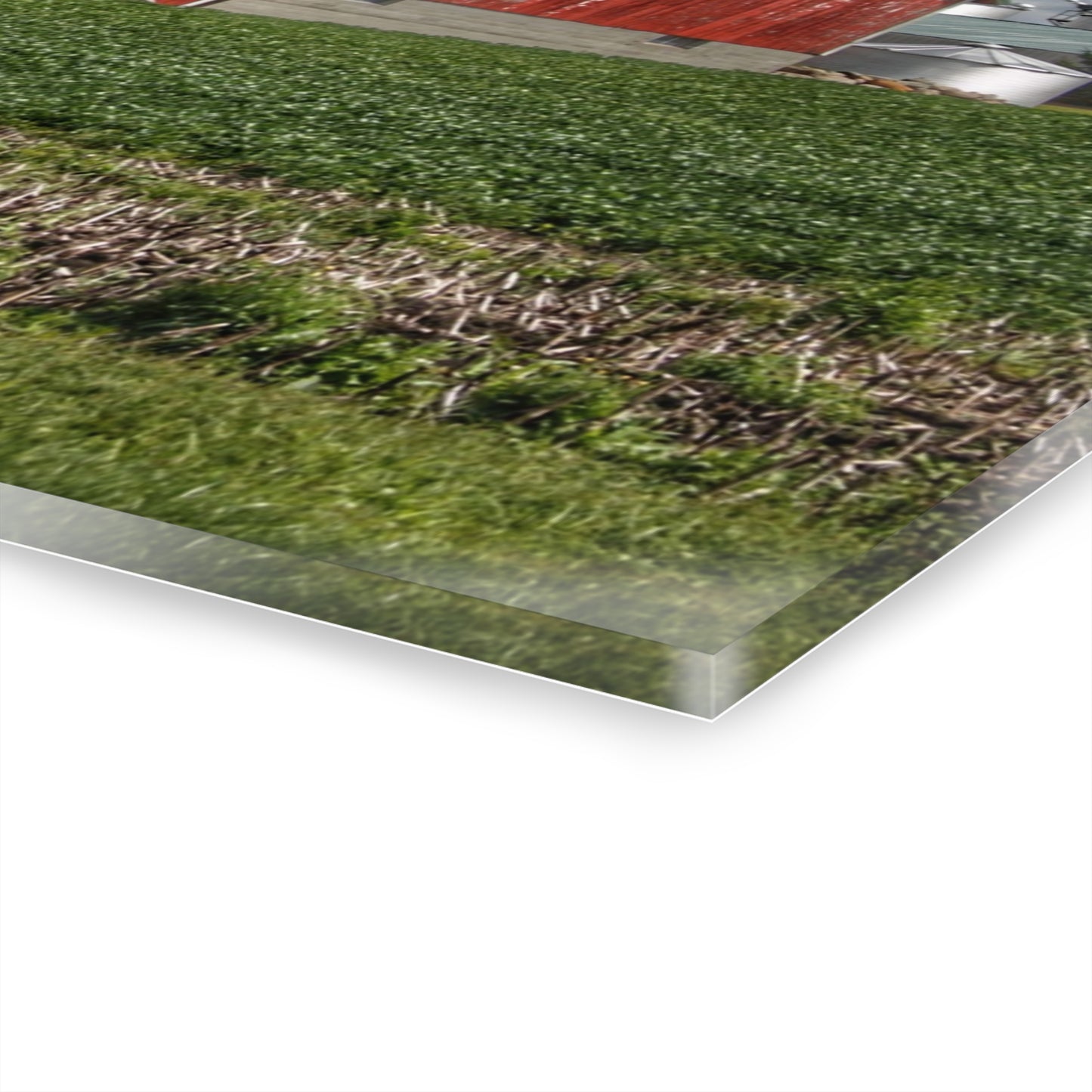 U R There Photography Haines Road Cornfield Reds Rustic Farmhouse Acrylic Wall Print