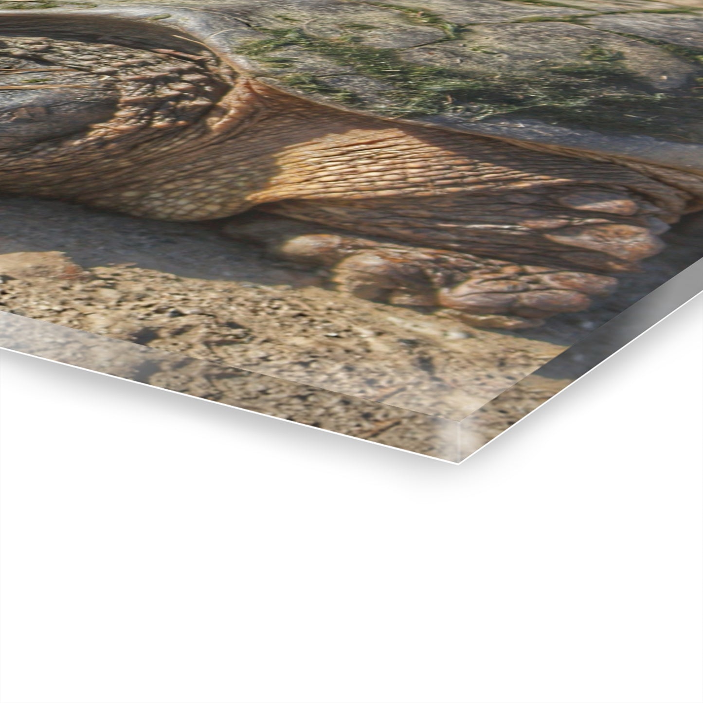 U R There Photography Fargo Road Turtle Rustic Farmhouse Acrylic Wall Print