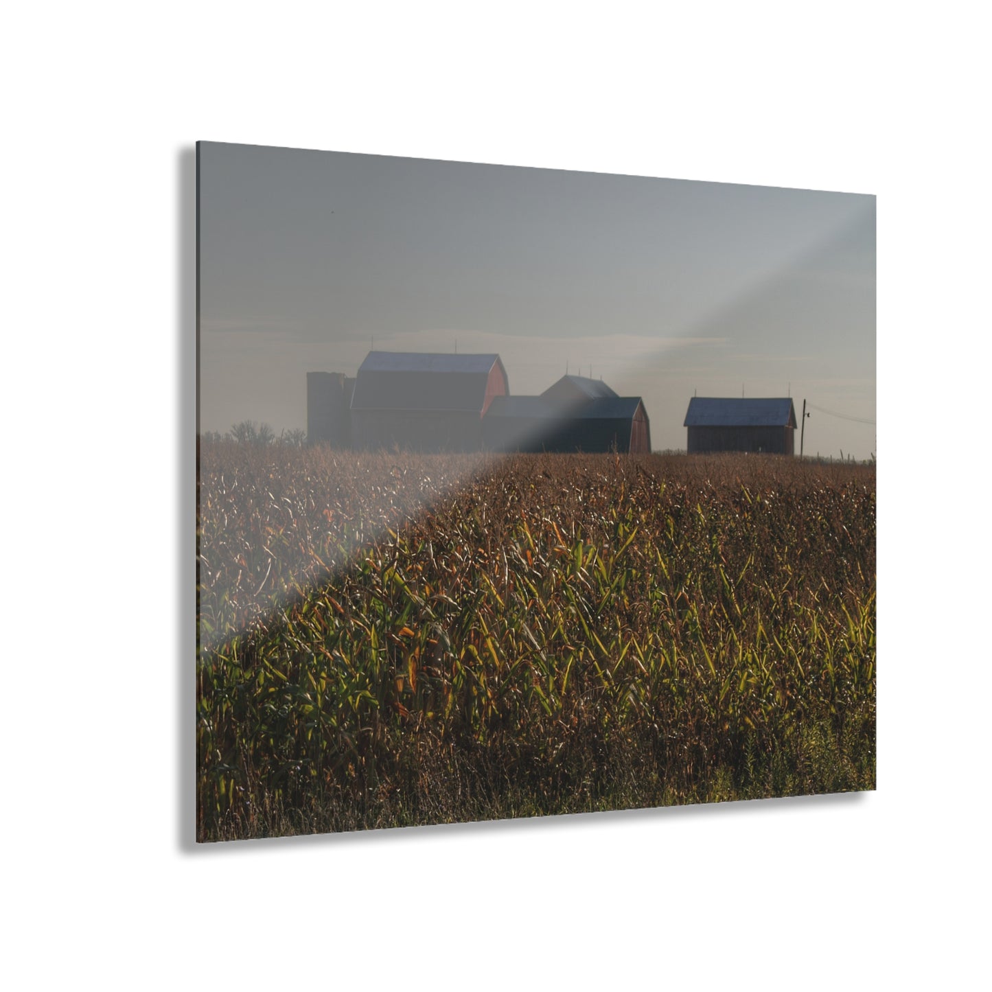 U R There Photography Slattery Road Farm and Cornfield I Rustic Farmhouse Acrylic Wall Print