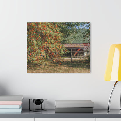 U R There Photography Farrand Road Red Coral by Flowering Tree Rustic Farmhouse Acrylic Wall Print