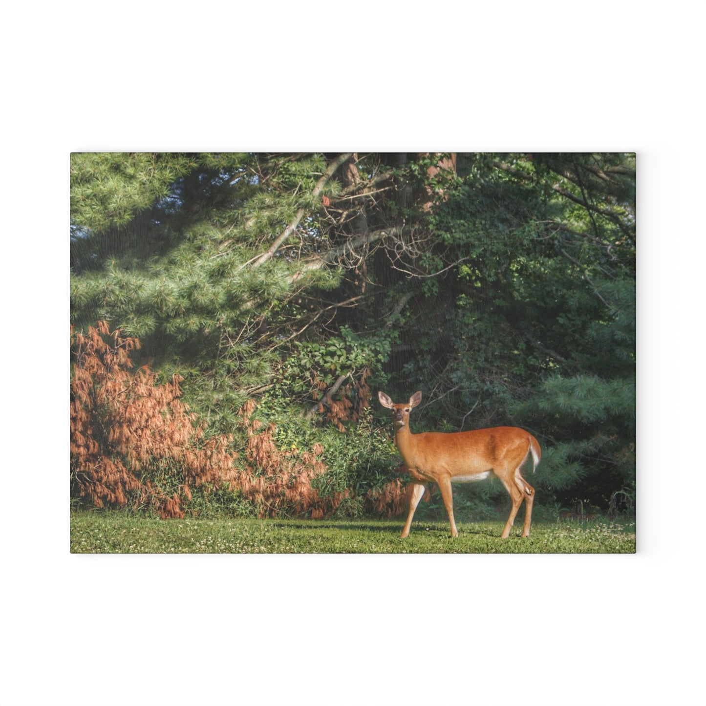 U R There Photography Mitchell Road Doe Rustic Farmhouse Tempered-Glass Cutting Board