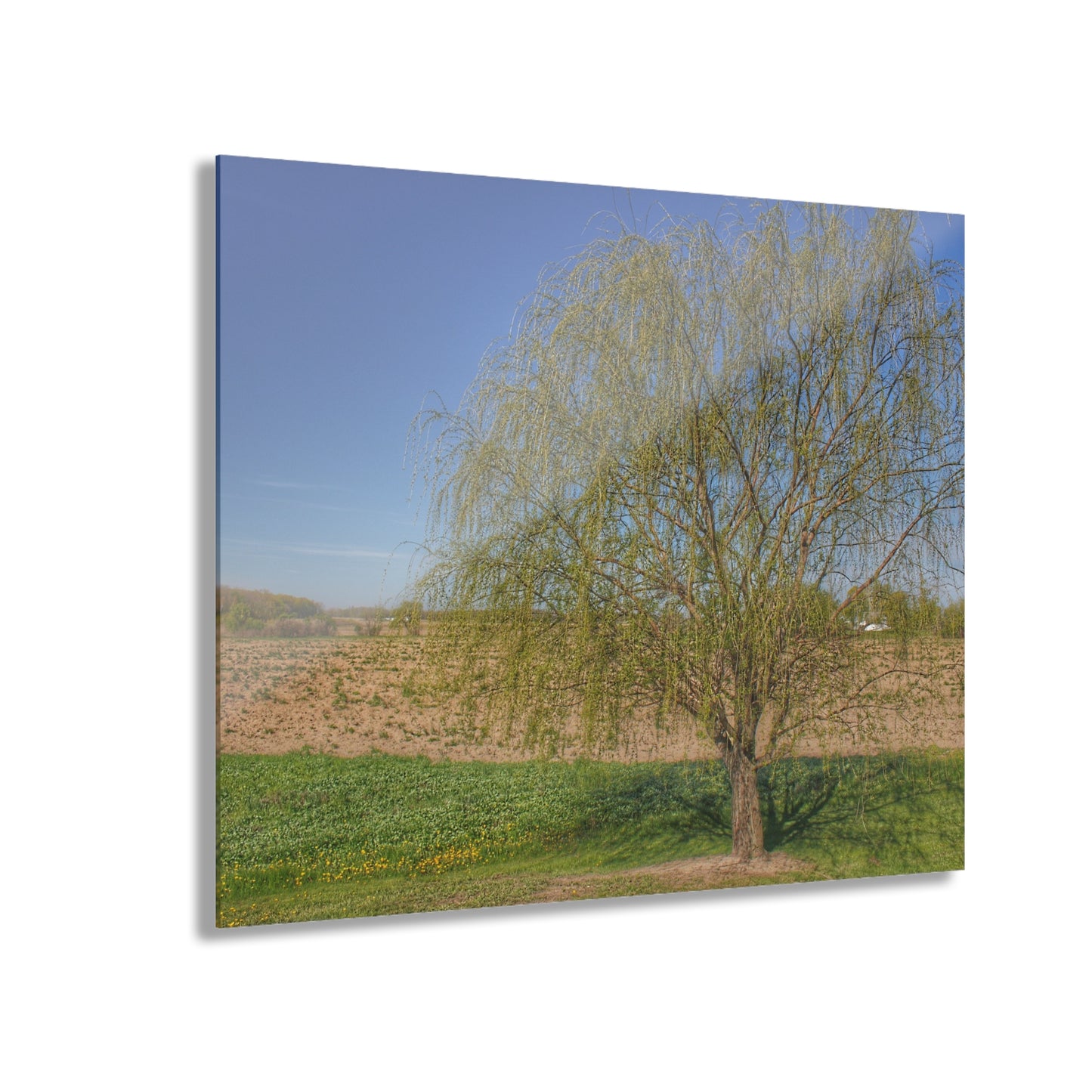 U R There Photography Spring Farm Willow Tree Rustic Farmhouse Acrylic Wall Print