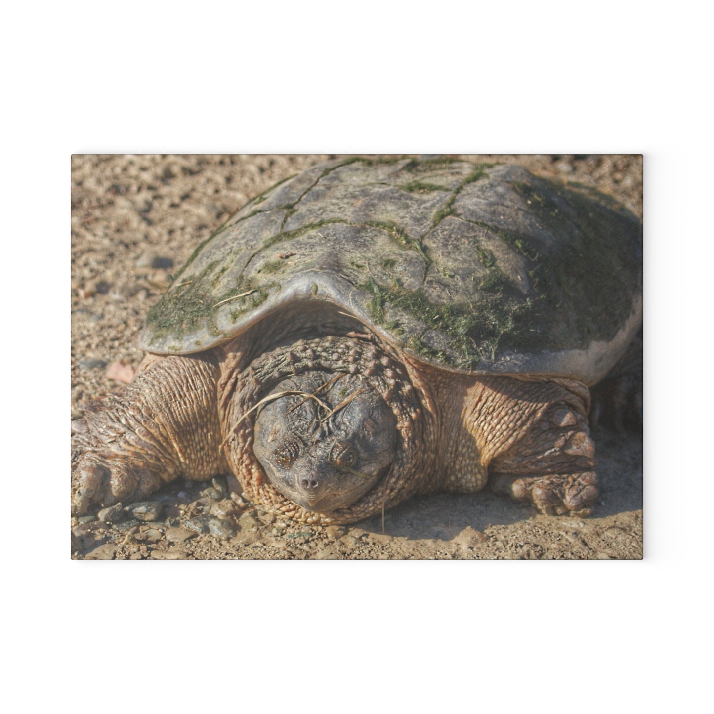 U R There Photography Fargo Road Turtle Rustic Farmhouse Tempered-Glass Cutting Board