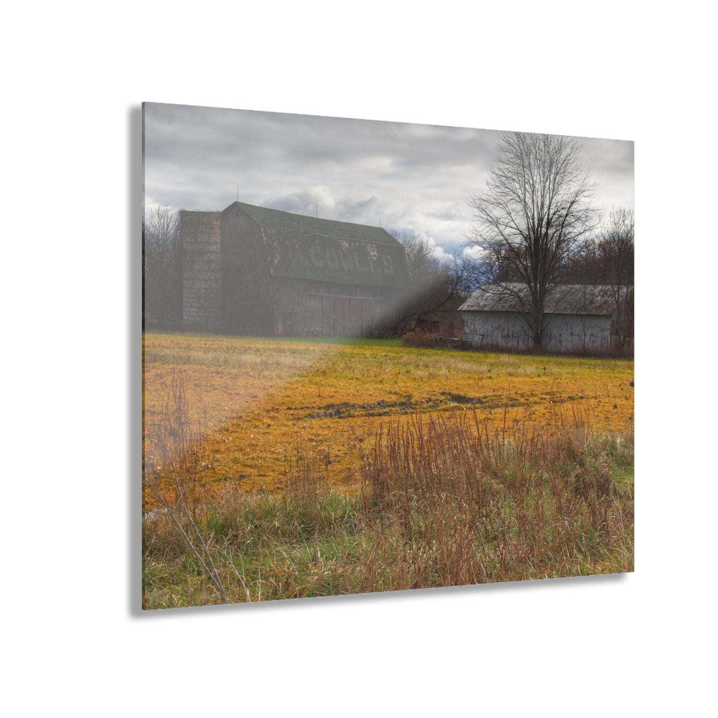 U R There Photography Fields of Golden Clover Rustic Farmhouse Acrylic Wall Print
