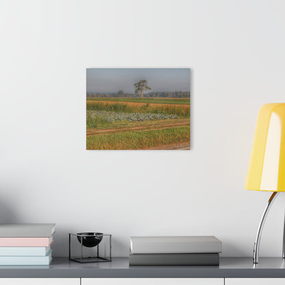 U R There Photography Cabbage and Pumpkin Patch Rustic Farmhouse Acrylic Wall Print