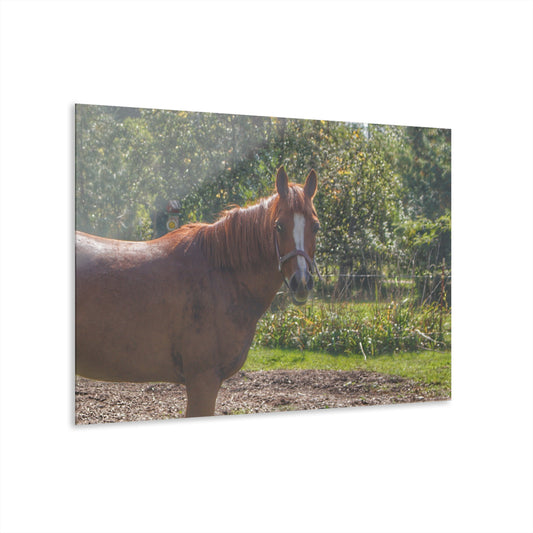 U R There Photography Froede Road Chestnut Brown Rustic Farmhouse Acrylic Wall Print