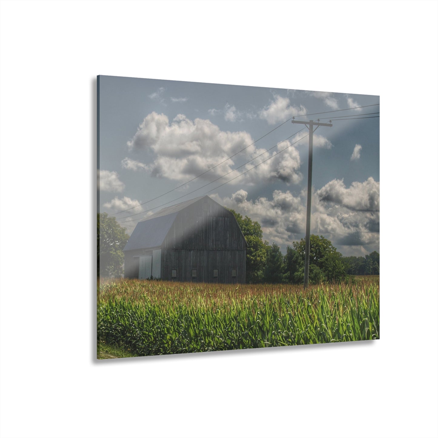 U R There Photography Grey Barn in a Cornfield Rustic Farmhouse Acrylic Wall Print
