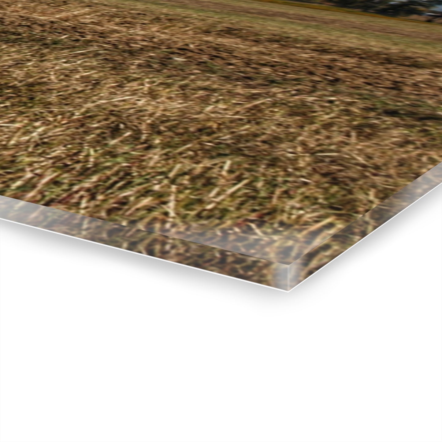 U R There Photography Freiberger Road Little Grey Shack Rustic Farmhouse Acrylic Wall Print