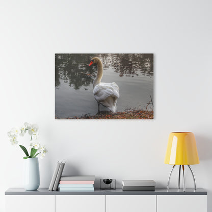 U R There Photography Swans of Duck Lake III Rustic Farmhouse Acrylic Wall Print
