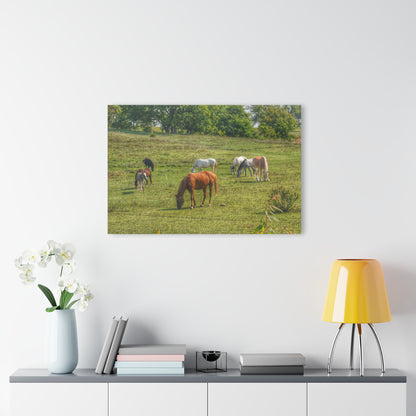 Barn Boutique Modern Farmhouse Acrylic Wall Print| Horses in the Pasture I