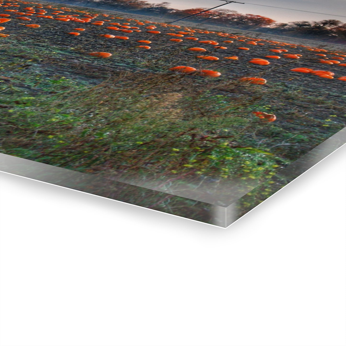 U R There Photography Five Lakes Pumpkins Rustic Farmhouse Acrylic Wall Print