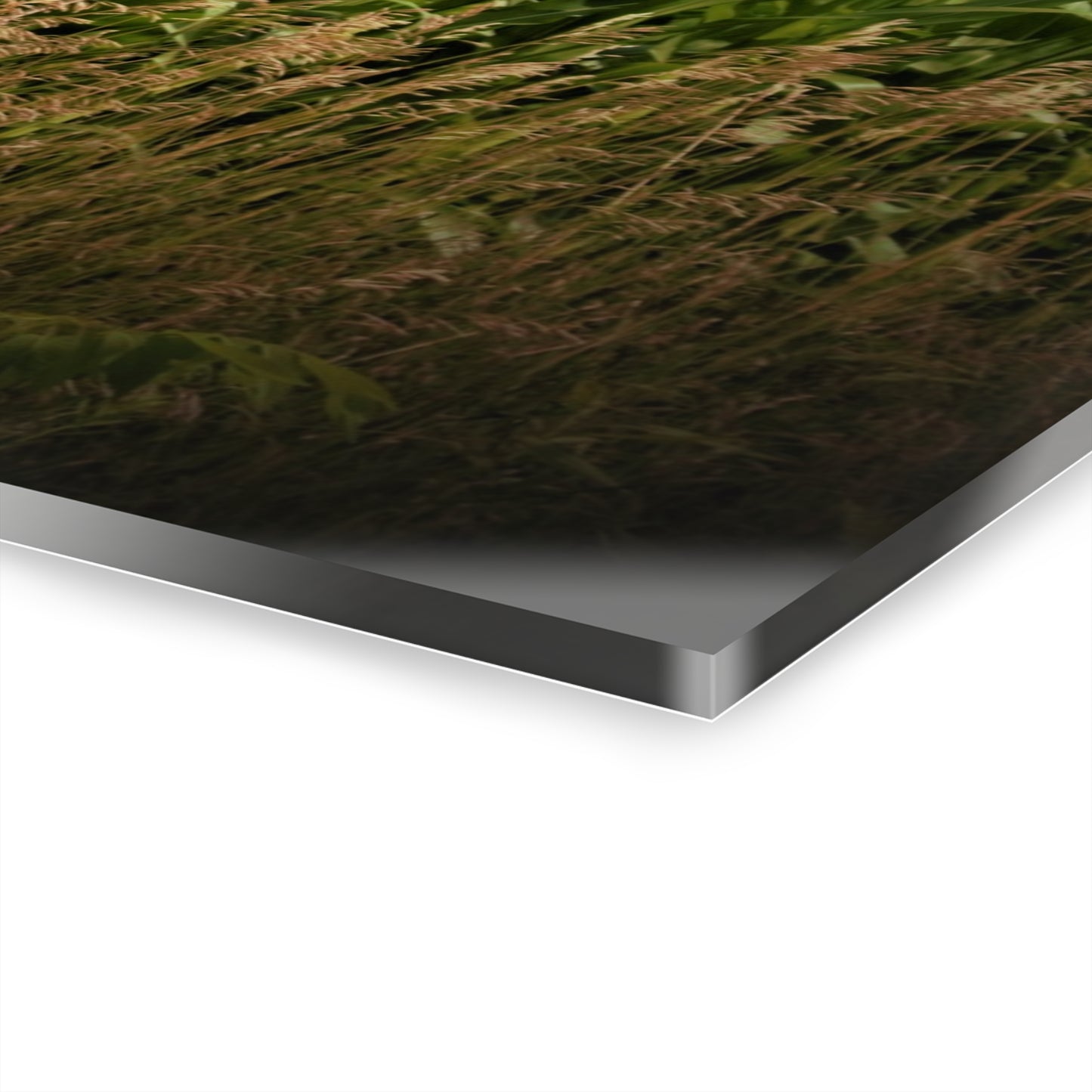 U R There Photography July Corn Rustic Farmhouse Acrylic Wall Print