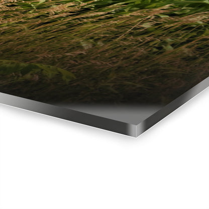 U R There Photography July Corn Rustic Farmhouse Acrylic Wall Print