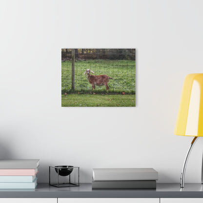 Barn Boutique Modern Farmhouse Acrylic Wall Print| Goats of Ortonville I