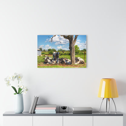 Barn Boutique Modern Farmhouse Acrylic Wall Print| McKinley Road Cows