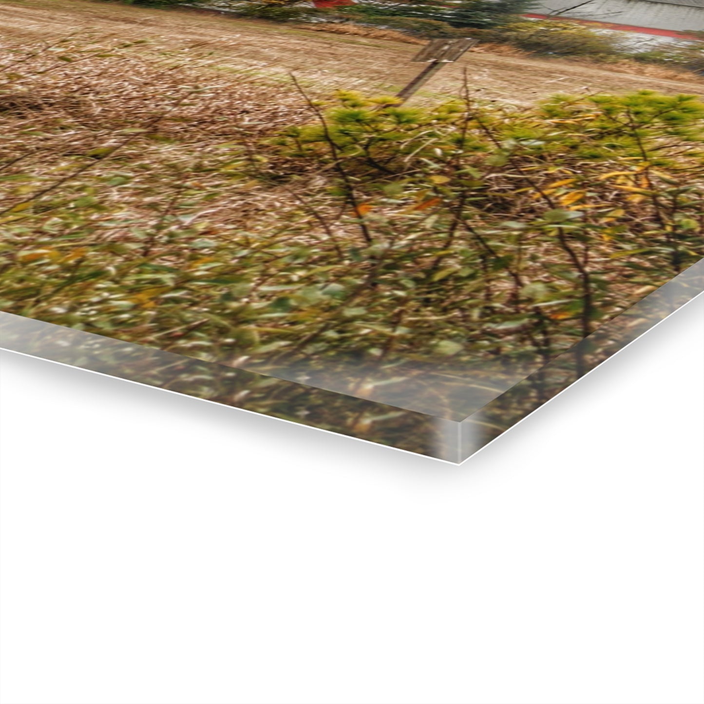 U R There Photography Hadley Road Hidden Red in Fall Rustic Farmhouse Acrylic Wall Print