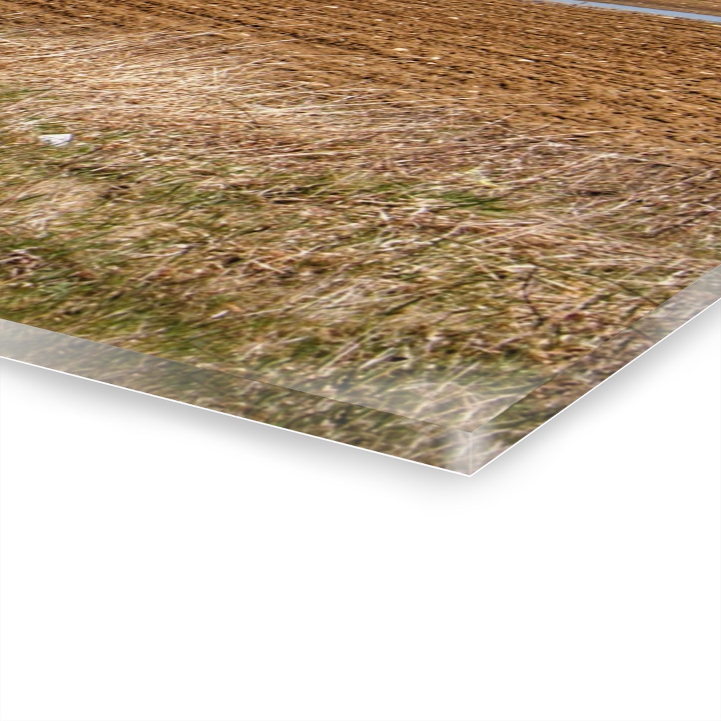 U R There Photography M-24 Northern Reds Farm Rustic Farmhouse Acrylic Wall Print