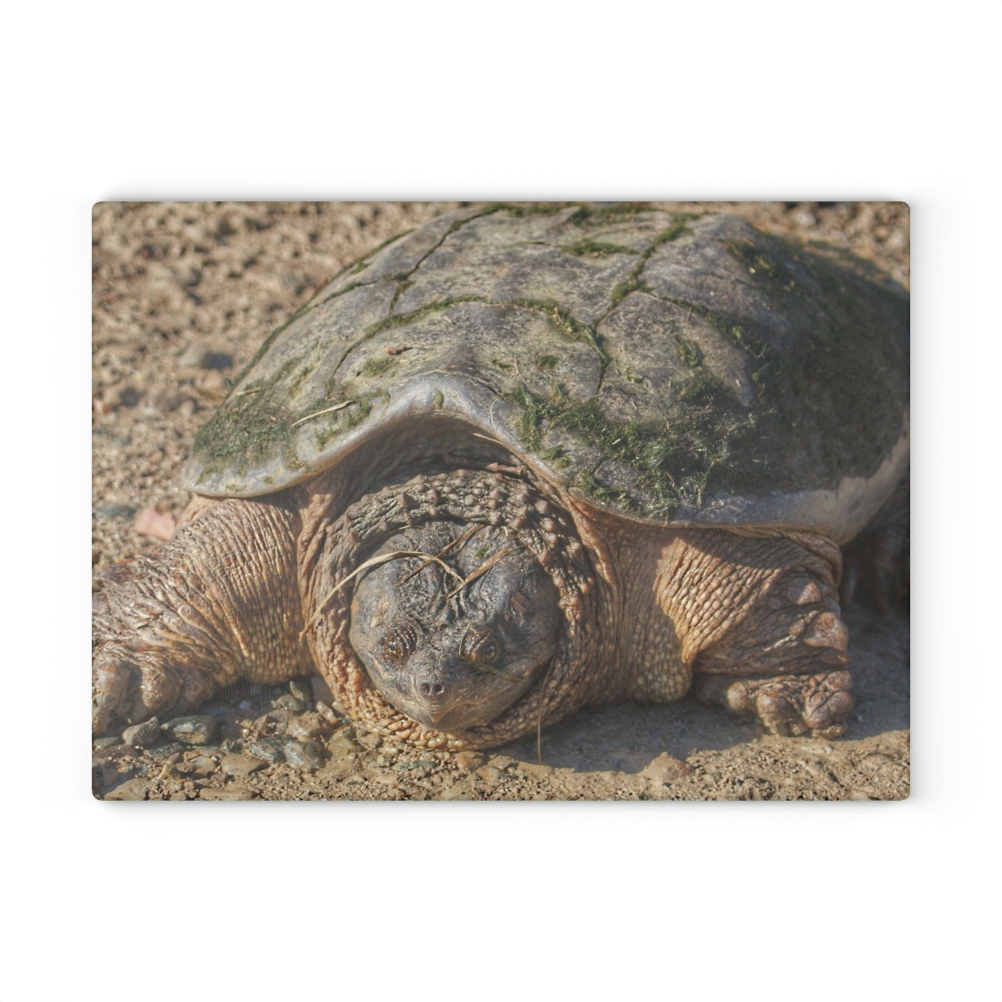 U R There Photography Fargo Road Turtle Rustic Farmhouse Tempered-Glass Cutting Board