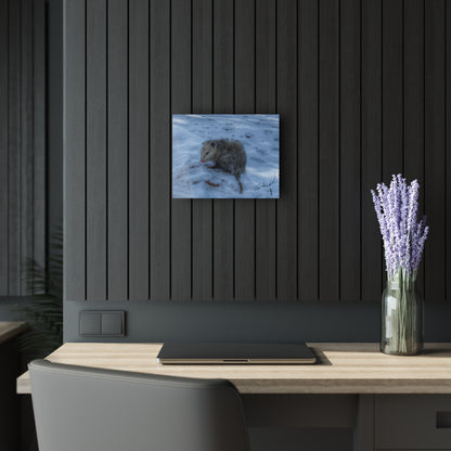 U R There Photography Sutton Road Possum Rustic Farmhouse Acrylic Wall Print